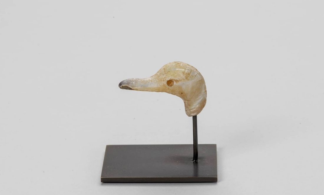 Tête d'oiseau aquatique